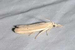 Pima albiplagiatella