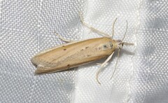 Pima albiplagiatella