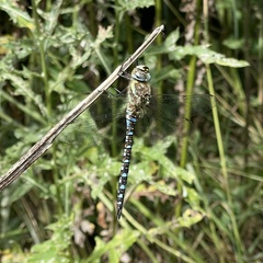 Aeshna mixta