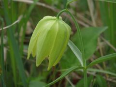 Fritillaria maximowiczii