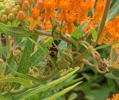 Oncopeltus fasciatus