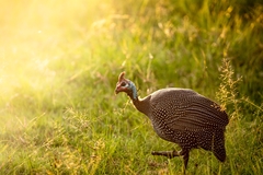 Numida meleagris reichenowi