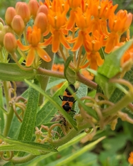 Oncopeltus fasciatus