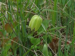 Fritillaria maximowiczii