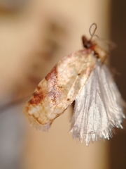 Acleris aspersana