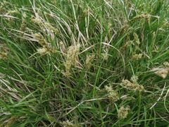 Carex laevissima