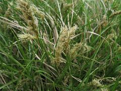 Carex laevissima