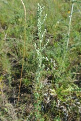 Artemisia marschalliana