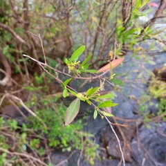 Sebastiania schottiana