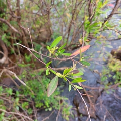 Sebastiania schottiana