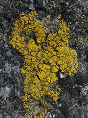 Candelariella coralliza