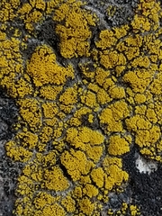 Candelariella coralliza