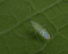 Malacocoris chlorizans