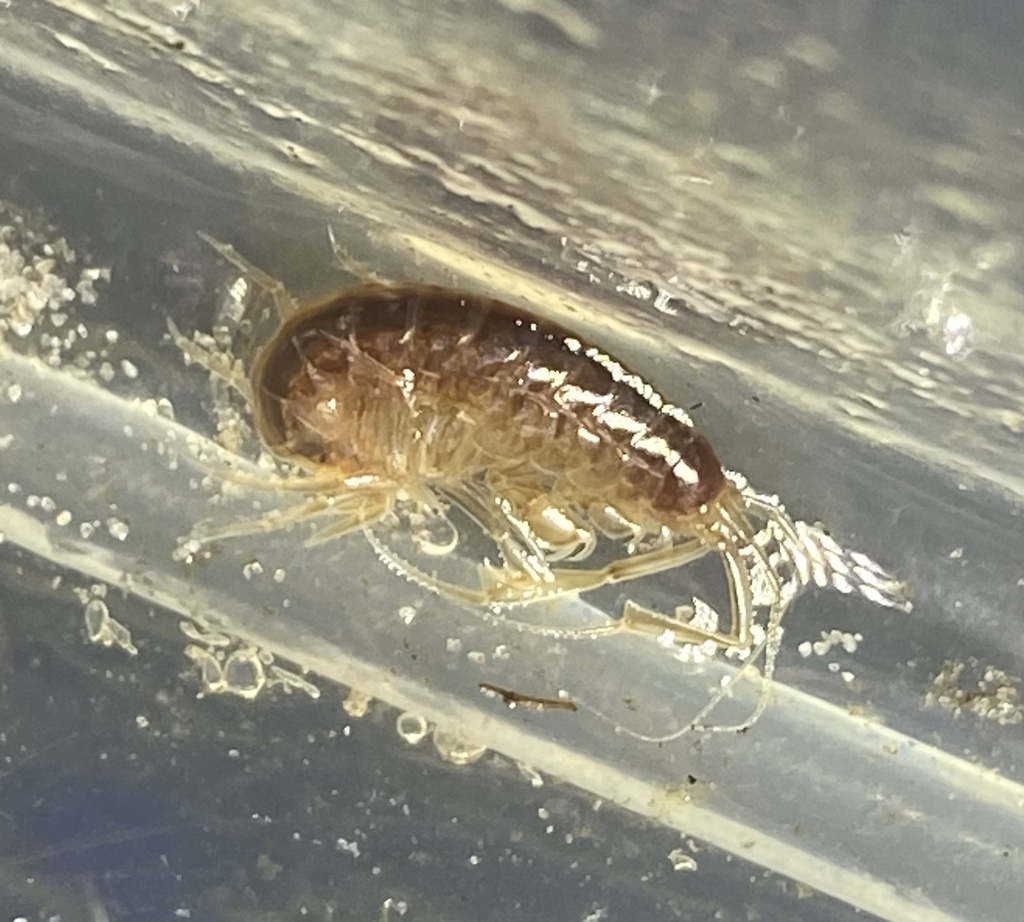 Paramelita pinnicornis