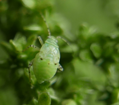 Liocoris tripustulatus