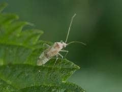 Compsidolon salicellum