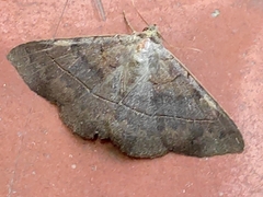Eulepidotinae