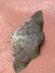Eulepidotinae
