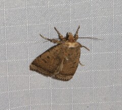 Abagrotis benjamini
