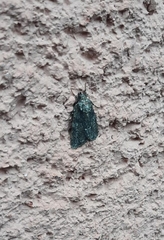 Lepidoptera