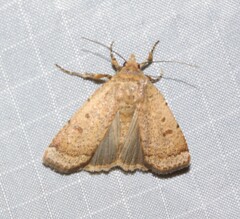 Abagrotis benjamini