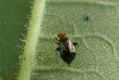 Halticus luteicollis