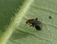 Halticus luteicollis