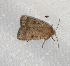 Abagrotis benjamini