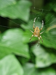 Araneus diadematus