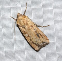 Euxoa ochrogaster