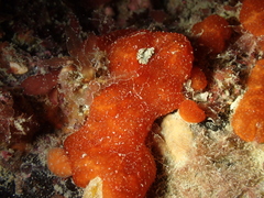 Polysyncraton lacazei