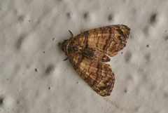 Chlumetia