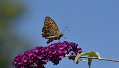 Argynnis adippe