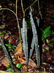 Trichomanes vittaria