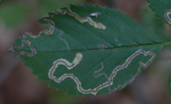 Stigmella splendidissimella