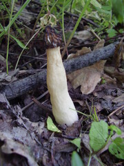 Morchella semilibera