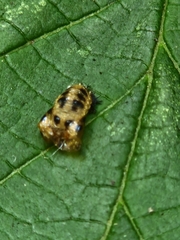 Harmonia axyridis