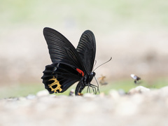 Papilio acheron