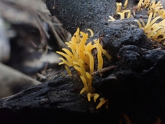 Calocera cornea