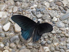 Papilio acheron