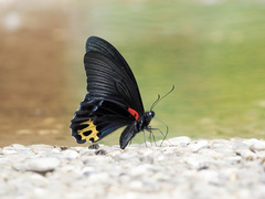 Papilio acheron