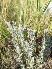 Galatella villosa