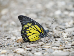Prioneris cornelia