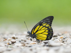 Prioneris cornelia