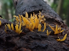 Calocera cornea