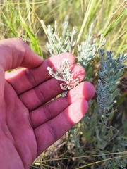Galatella villosa