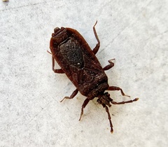 Brachyrhynchus membranaceus