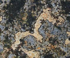 Ionaspis lacustris