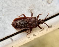 Brachyrhynchus membranaceus