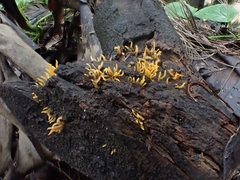 Calocera cornea